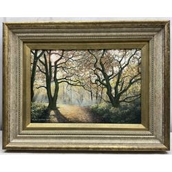 Neil Spilman (British 1951-): A Woodland Path, oil on canvas signed and dated 2003, 20cm x 30cm