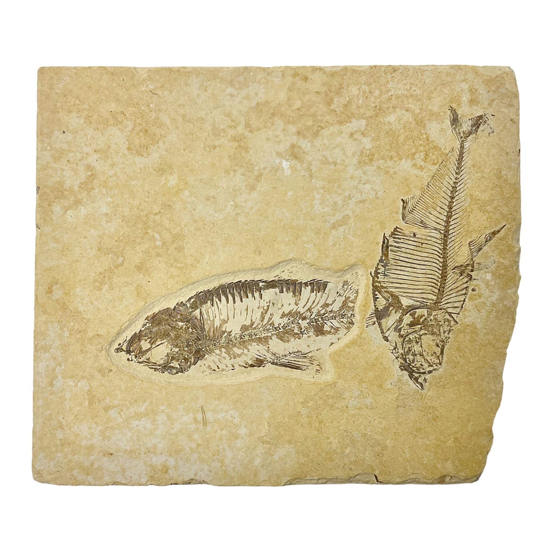 Two fossilised fish (Knightia alta) in a single matrix, age; Eocene period, location; Green River Formation, Wyoming, USA, matrix H12cm, L13cm
