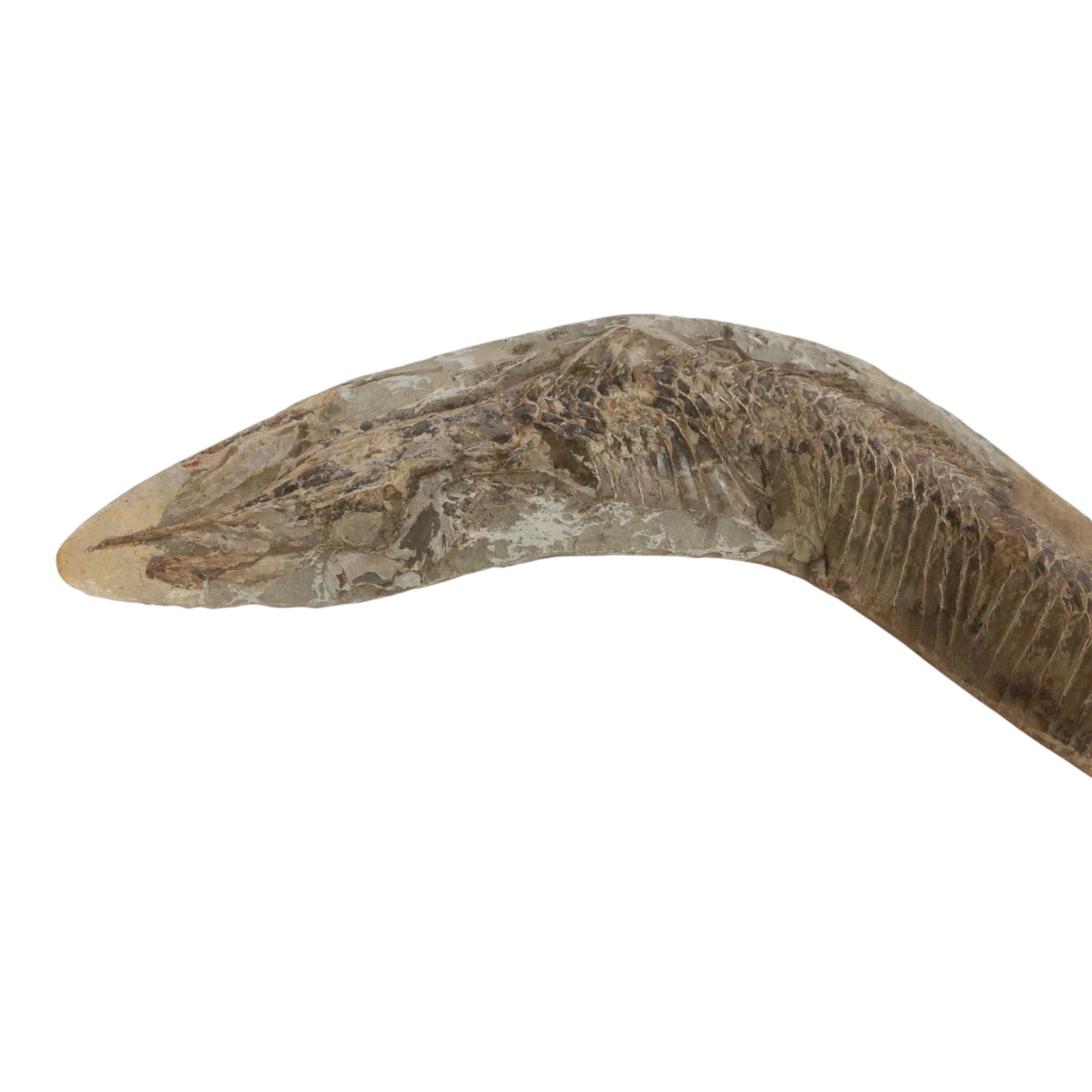 Fossilised fish specimen, Aspidorhynchus Compotoni (Garfish), age; Cretaceous Period, location; Santana Formation, Brazil, L54cm