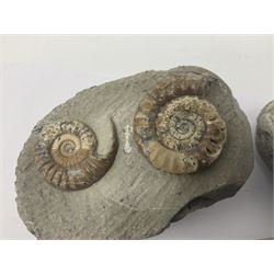 Ammonite multi-block fossil, together with fossilised fish (Knightia alta) in an oval matrix; age; Eocene period, location; Green River Formation, Wyoming, USA and other fossils  