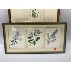 English School (19th/20th century): Wild Flowers Triptych, watercolours indistinctly inscribed together with triptych antique print of flowers and pair antique prints of camellia max 46cm x 37cm (4)