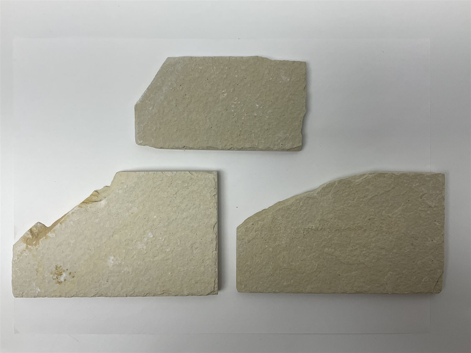 Three fossilised fish (Knightia alta) each in an individual matrix, age; Eocene period, location; Green River Formation, Wyoming, USA, largest matrix H9cm, L15cm