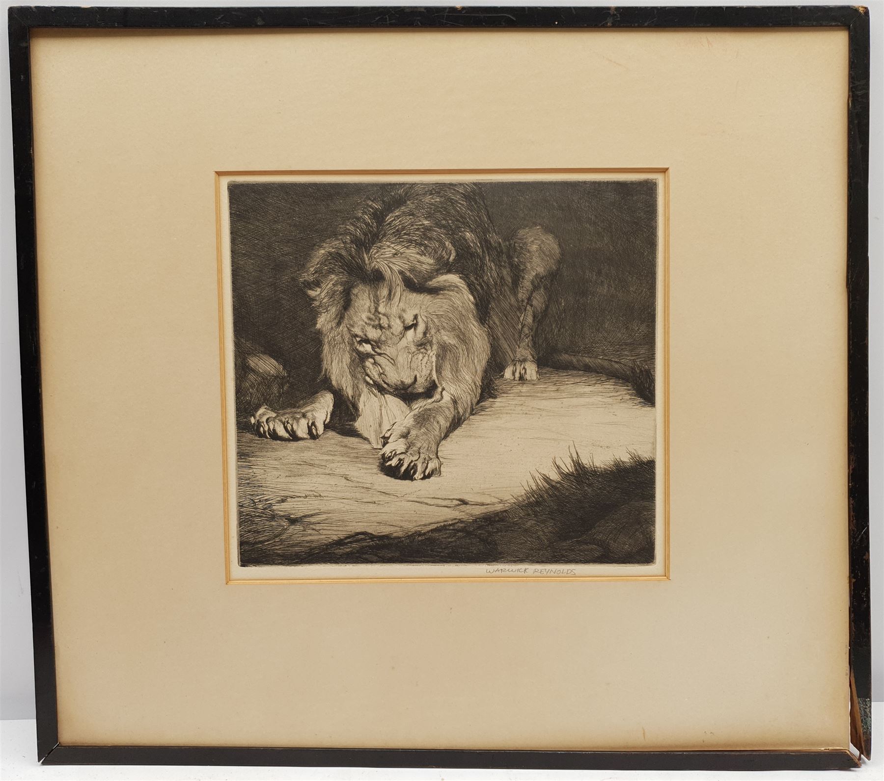 Warwick Reynolds (British 1880-1926): Study of a Lion, etching signed in pencil 23cm x 25cm