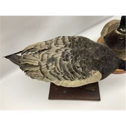 Taxidermy; Barnacle goose (Branta leucopsis), full adult mount, upon a rectangular base, together with Mallard (Anas platyrhynchos), full mount drake, upon an oval base, goose H28cm