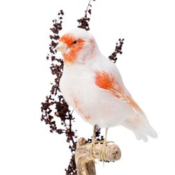 Taxidermy - Red Mosaic Canary (Serinus canaria domestica), full adult mount in naturalistic setting, Victorian dome on ebonised base, overall H35cm
