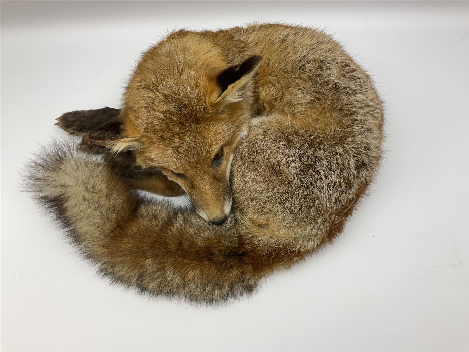 Taxidermy: Fireside red fox (Vulpes vulpes), a full mount adult fox in recumbent position, L44cm. 
