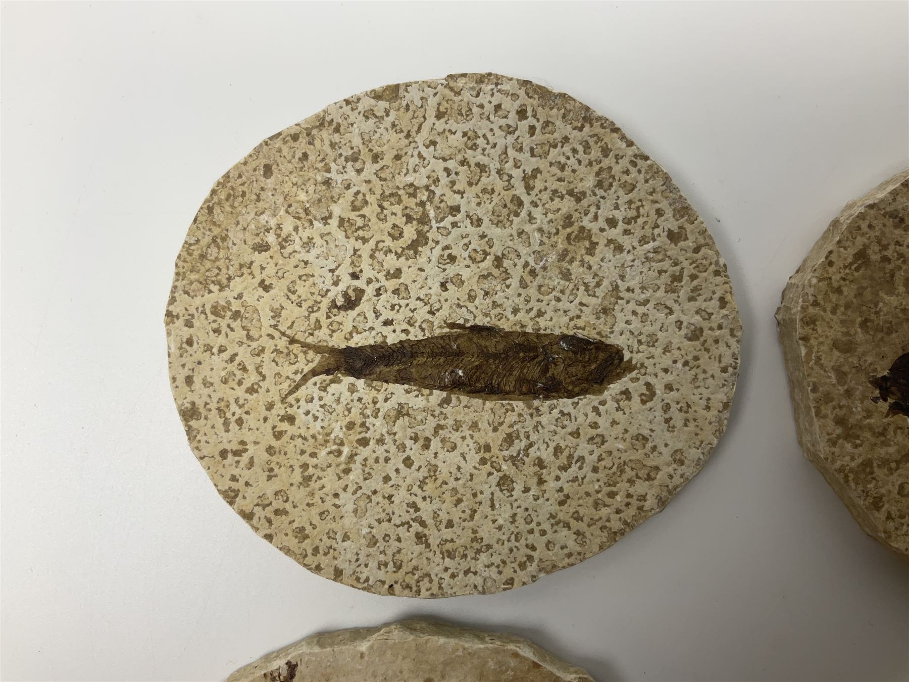 Four fossilised fish (Knightia alta) each in an individual matrix; age; Eocene period, location; Green River Formation, Wyoming, USA, largest matrix H8cm, L10cm
