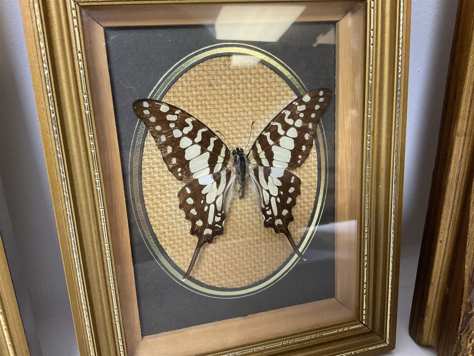 Entomology: Twelve framed displays contain thirteen specimens of tropical moths and butterflies, each mounted within gilt wall hanging picture frames of various sizes, specimens including Morpho Godarti, Caligo idomeneus, Cisseis morpho, Cathosia biblis etc, largest L35cm W30cm 