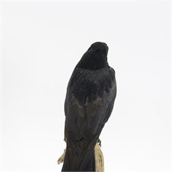 Taxidermy; Cased Carrion Crow (Corvus corone), full adult mount perched upon a branch in a naturalistic setting with roe dear skull to the base, enclosed within glass dome, H52cm