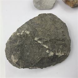 Dragonfly larvae (Libellula doris), together with four Mosasaur teeth, four trilobites (Crotalocephalina gibba) and one other tooth