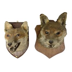 Taxidermy: Two Red fox mask (Vulpes vulpes), one with mouth agape bearing teeth, the other mouth open head turned to the left, both mounted upon wooden shields, largest example H26cm 