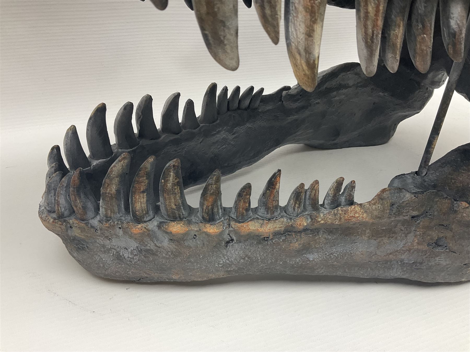 Composite model of a T-Rex dinosaur Skull, L50cms, H36cm 