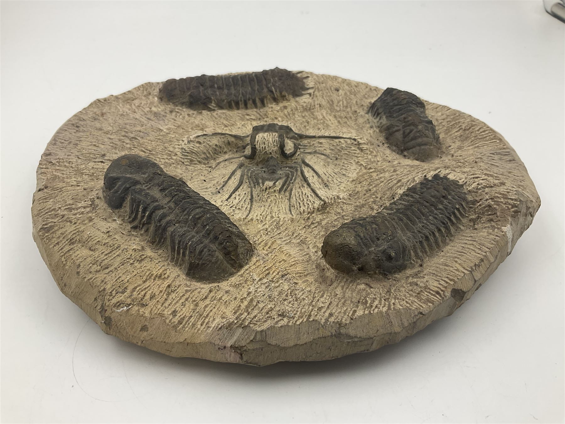 Montage group of trilobites in stone matrix, showing four Crotalocephalina gibba and one Dicranurus monstrosus to the centre, age; Devonian period, location; Morocco, D23cm 