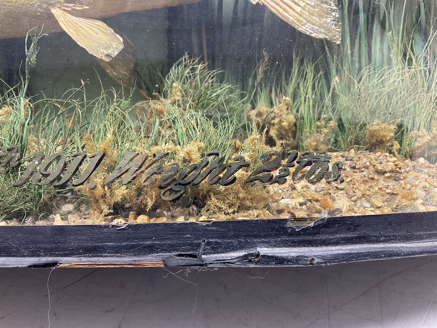 Taxidermy: Brown trout (Salmo trutta), skin mount set above a pebbled river bed with reeds and ferns, against blue painted back drop, enclosed within an ebonised bow-front display case, with 'Costa Beck May 27th 1911, Weight 2 1/2lbs', inscribed to the glass, H34cm, L58cm 