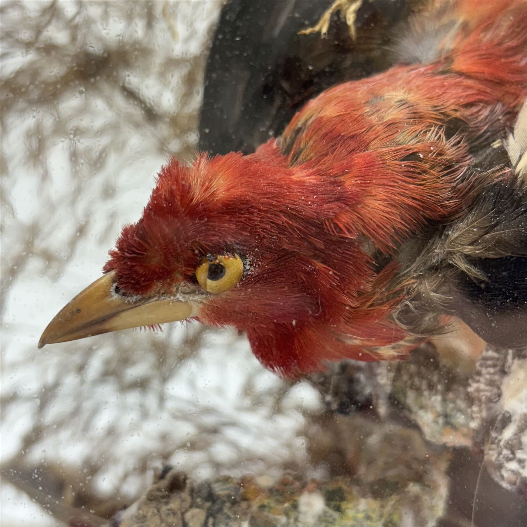 Taxidermy; Victorian bird diorama, containing several birds to include, Scarlet Finch (Carpodacus sipahi), Blue Bacnis (Dacnis cayana), Golden Fronted Whitestart (Golden Fronted Whitestart),  perched on branches, on an oval ebonised base, within a glass dome, H40, W35cm
