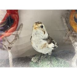 Taxidermy; Victorian cased display of birds, comprising Scarlet Tanager (Piranga olivacea), Campo Troupial (Icterus jamacaii) and Snow Bunting (Plectrophenax nivalis), amidst a naturalistic setting, encased within an ebonised single pane display case, H23cm, L35cm