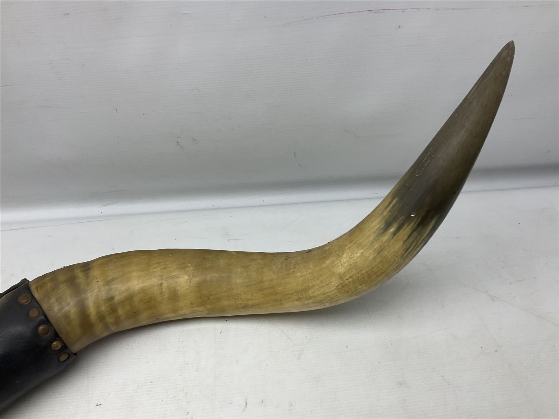 Antlers/horns; Pair of Bull Horns (Bos taurus), a large pair of bull