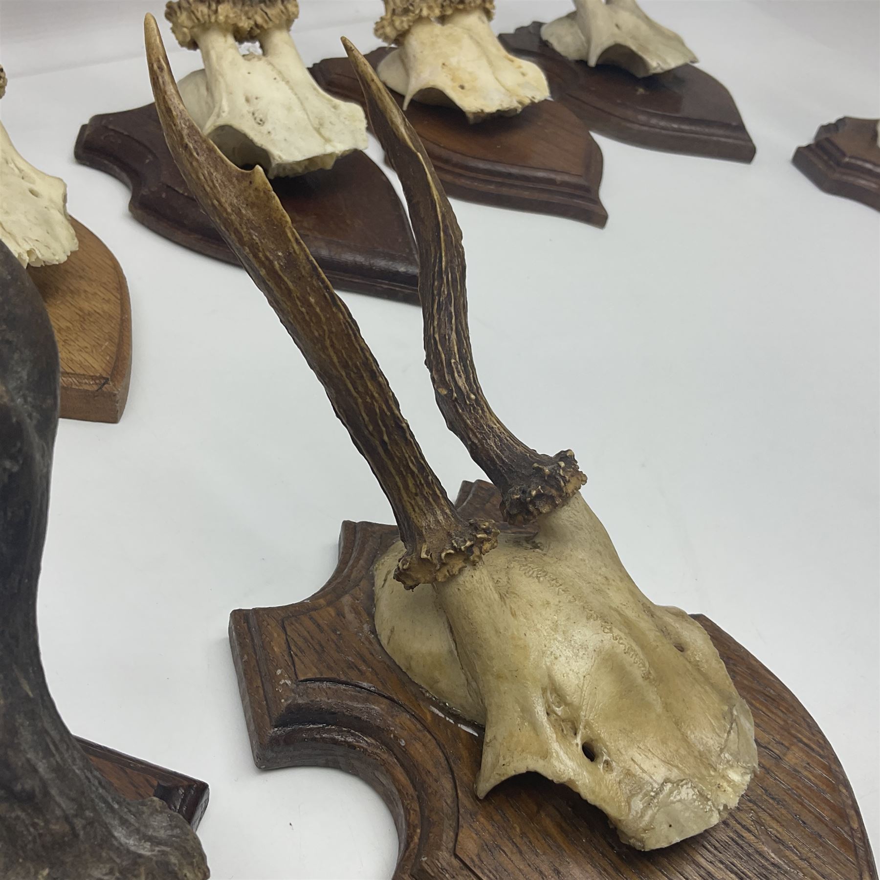 Antlers/Horns: Roe Deer (Capreolus capreolus) ten pairs of roe deer antlers mounted upon wooden shields, shield H19cm 