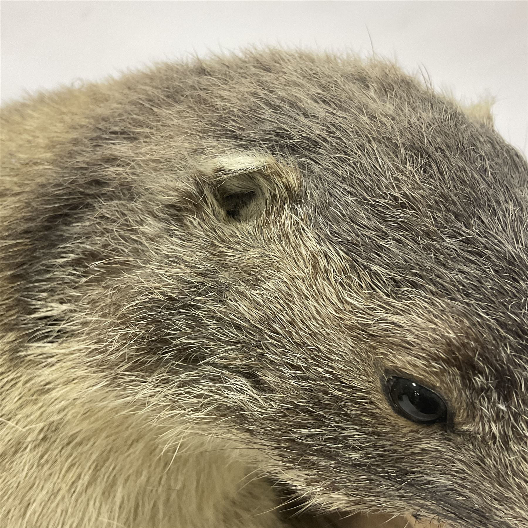 Taxidermy: Alpine Marmot (Marmota marmota), full adult mount stood upon a wooden base, H29cm 