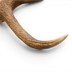 Antlers/Horns - Pair of Red Deer (Cervus elaphus) antlers on skull, H100cm