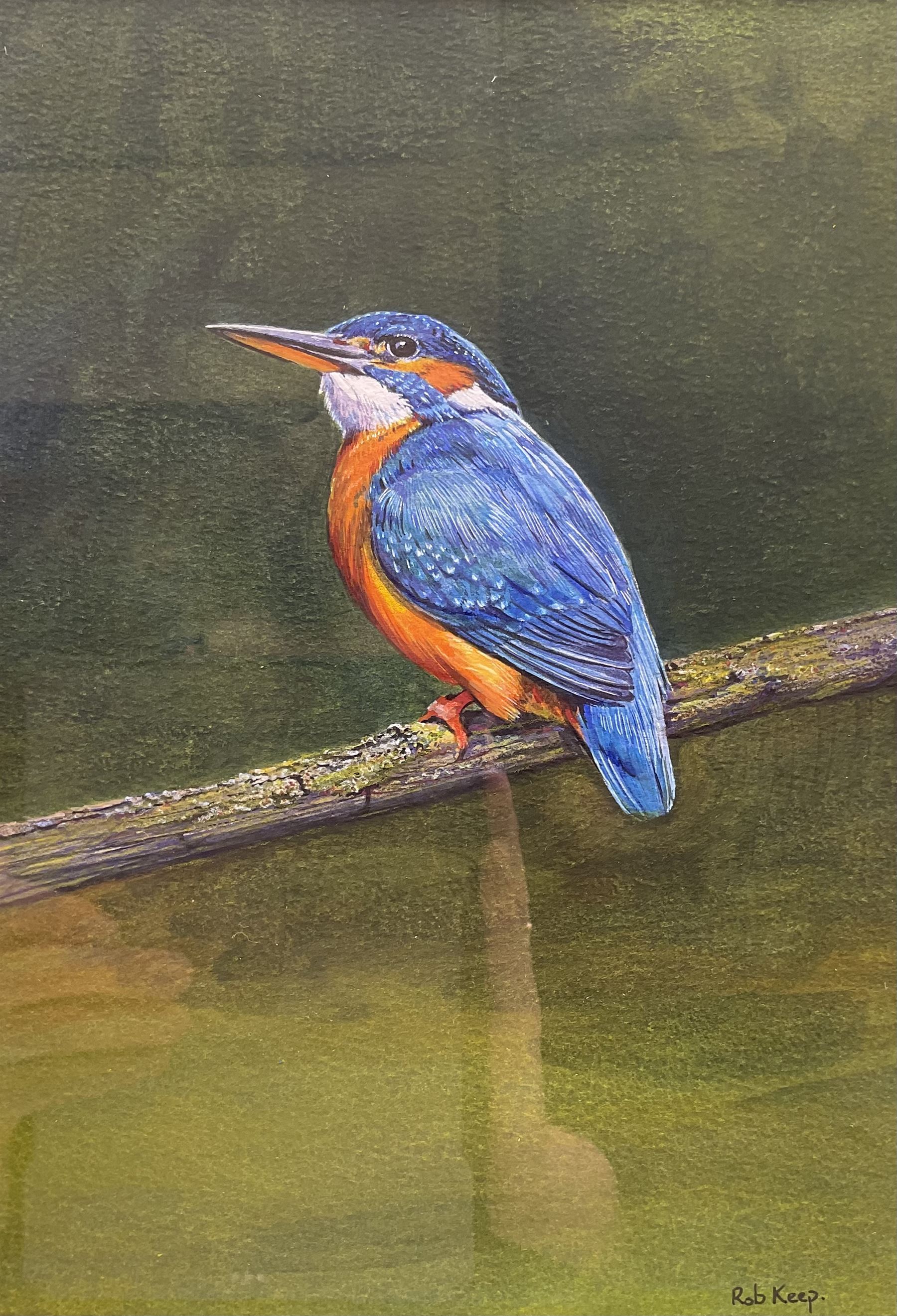 Rob Keep (British Contemporary): Kingfisher, watercolour signed 26cm x 18cm