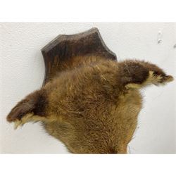 Taxidermy; Red fox mask (Vulpes vulpes), an adult head mount looking straight ahead, with mouth open bearing teeth, mounted upon a oak shield, H30cm 