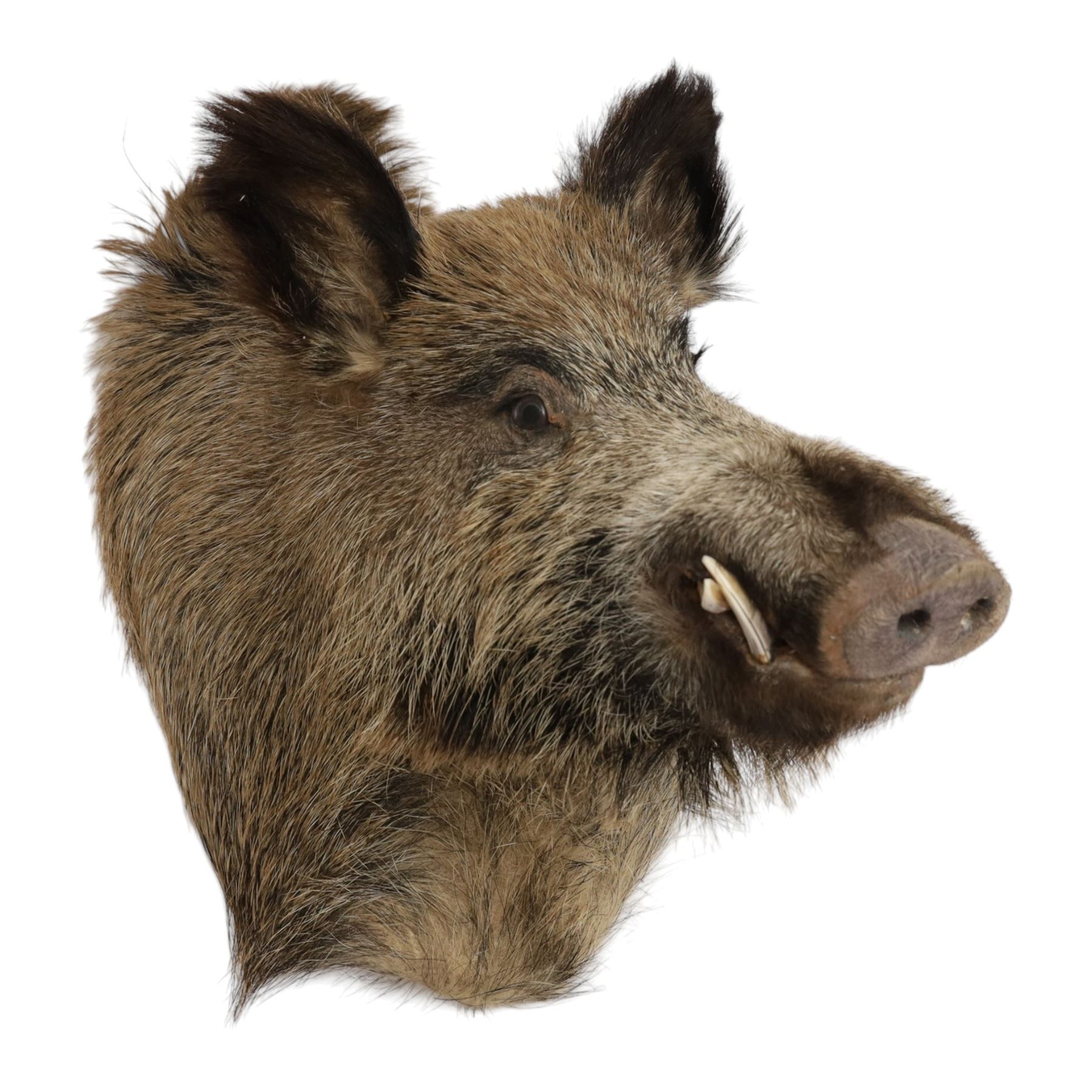 Taxidermy: A European Wild Boar (Sus scrofa), adult neck mount looking straight ahead, 50cm from wall