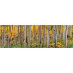 Peter Lik (Australian 1959-): 'Golden Dawn', limited edition ilfochrome photoprint signed and numbered 200/950, 49cm x 148cm