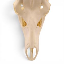 Antlers/Horns - Pair of Red Deer (Cervus elaphus) antlers on skull, H100cm