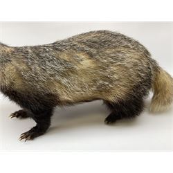 Taxidermy: European badger (Meles meles) full mount in walking position L82cm. 