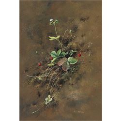 Ann Soper (British 20th century): Study of a Strawberry Plant, gouache signed 34cm x 24cm