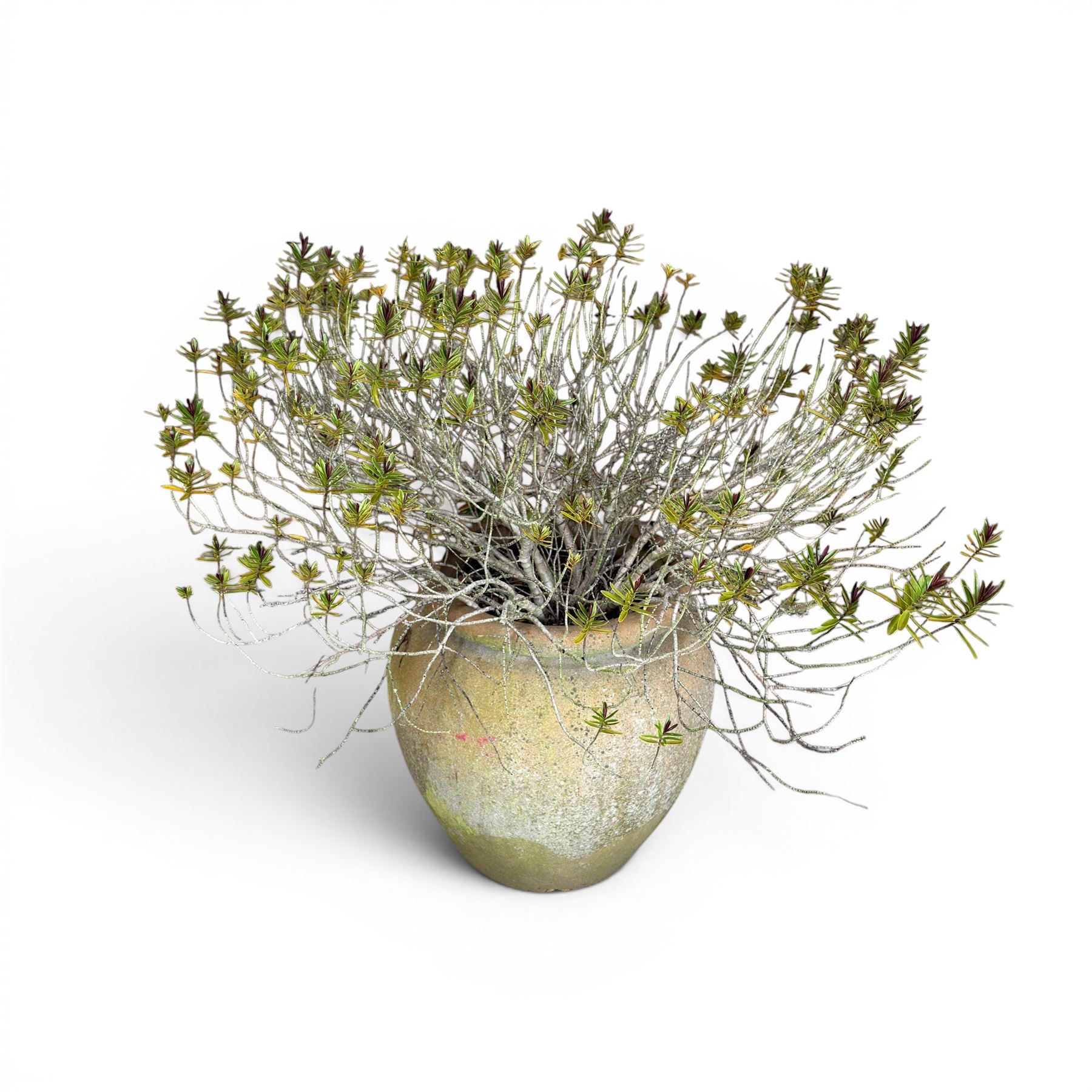 Large terracotta circular planter, oval form with ribbed top, planted; and an Errington Reay & Sons terracotta planter