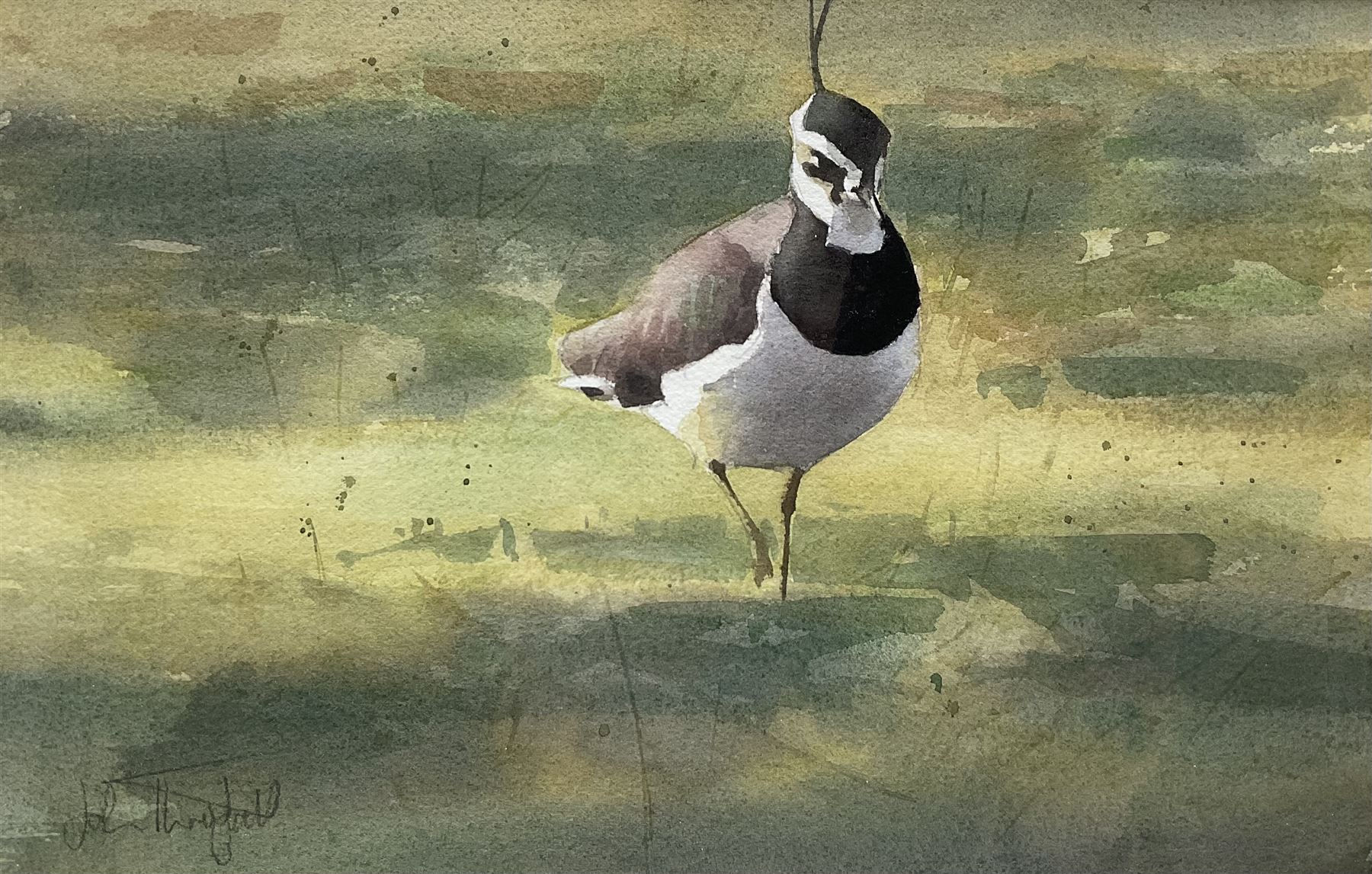 John Threlfall (British 1958-): Lapwing, watercolour signed 20cm x 32cm