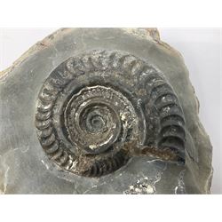 Two Dactylioceras ammonites, each in an individual matrix, age; Jurassic period, largest H11cm  