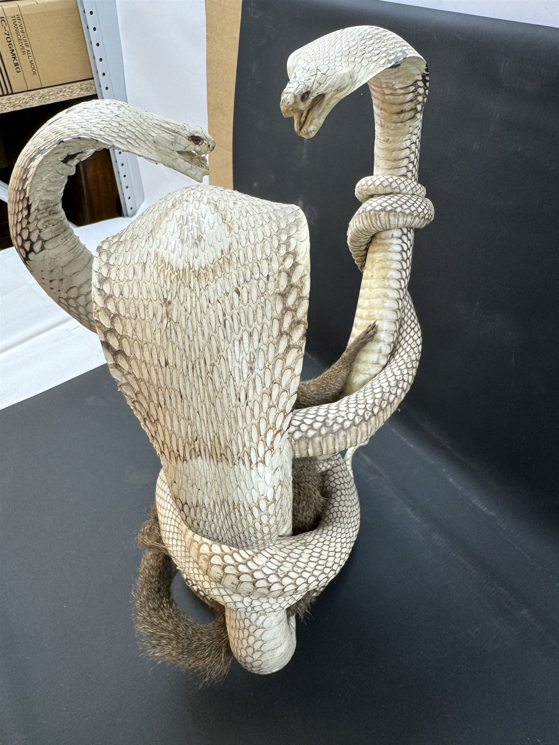 Taxidermy; Mongoose (Herpestidae) fighting three Indian cobras (Naja naja), the cobras entwined around an adult mongoose, H27cm