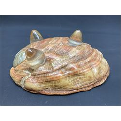 Conchology: selection of shells, including gold pearl oyster shell, mother of pearl turbo marmaratus shell, Cypraecassis Rufa red helmet shell, Mitre shell, Paua shell and others, largest D19cm