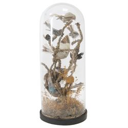 Taxidermy; Victorian domed diorama study of birds, including Thrush (Turdus Leucomelas) and Goldfinch (Carduelis carduelis), all perched upon a branch, the glass dome upon a circular ebonised wooden base, H56cm