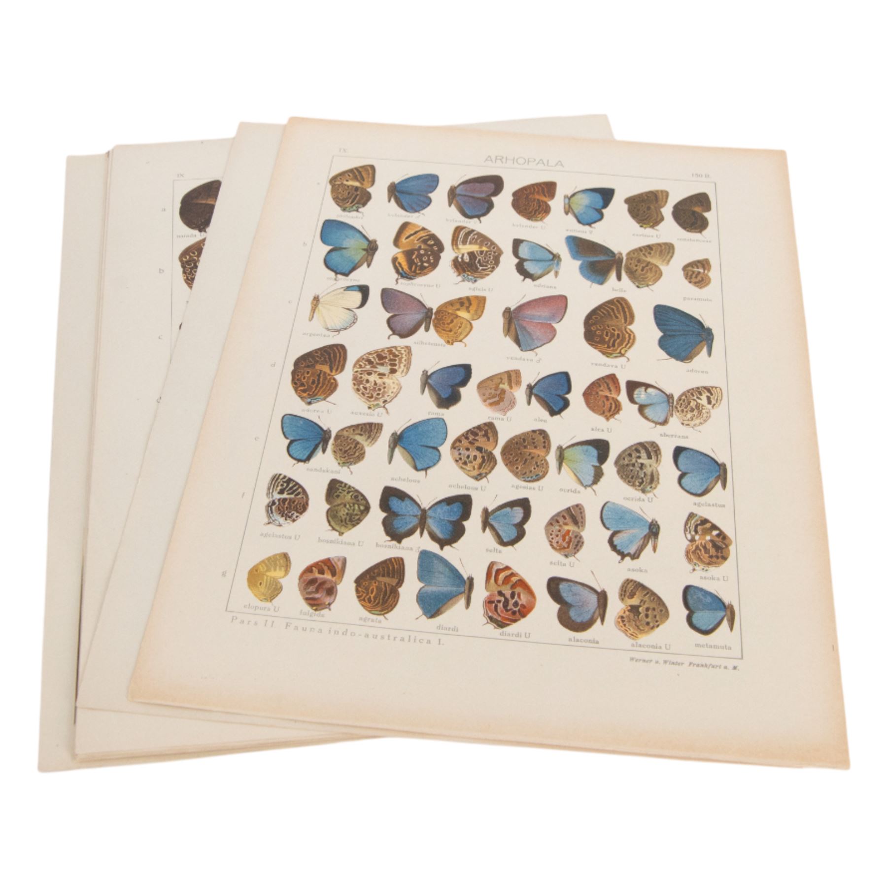 Seitz (Adalbert); collection of ten chromolithographic butterfly plates from Fauna Indo-Australica, mainly of specimens from the Lyceanidae family, circa 1907 