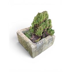 19th century hewn stone planter of square form, planted 