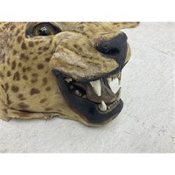 Taxidermy: Early 20th century Indian leopard (Panthera pardus fusca), adult skin rug with head mount, mouth agape, with limbs outstretched, nose to tail L156cm