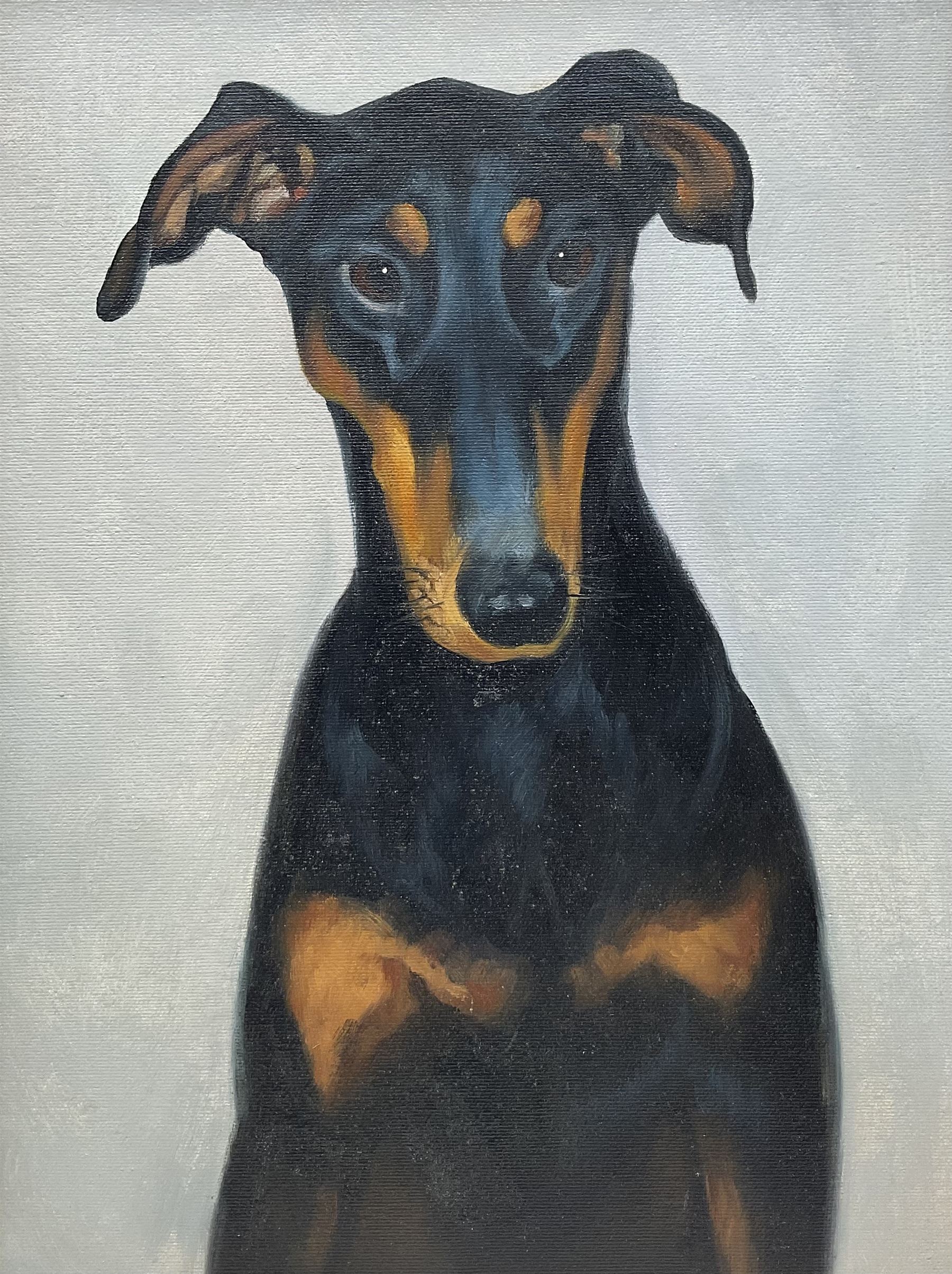 English School (20th century): Portrait of a Doberman Dog, oil on canvas unsigned 40cm x 30cm