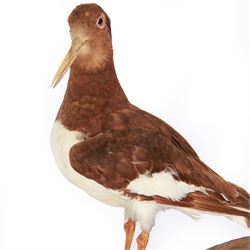 Taxidermy; Oystercatcher (Haematopus ostralegus), stoop upon driftwood upon a stepped wooden base, H35cm 