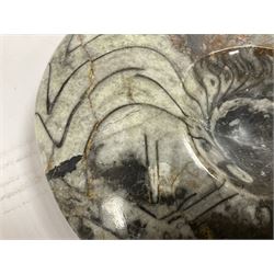 Large polished goniatite, age Devonian period, location Morocco, H16cm, L22cm