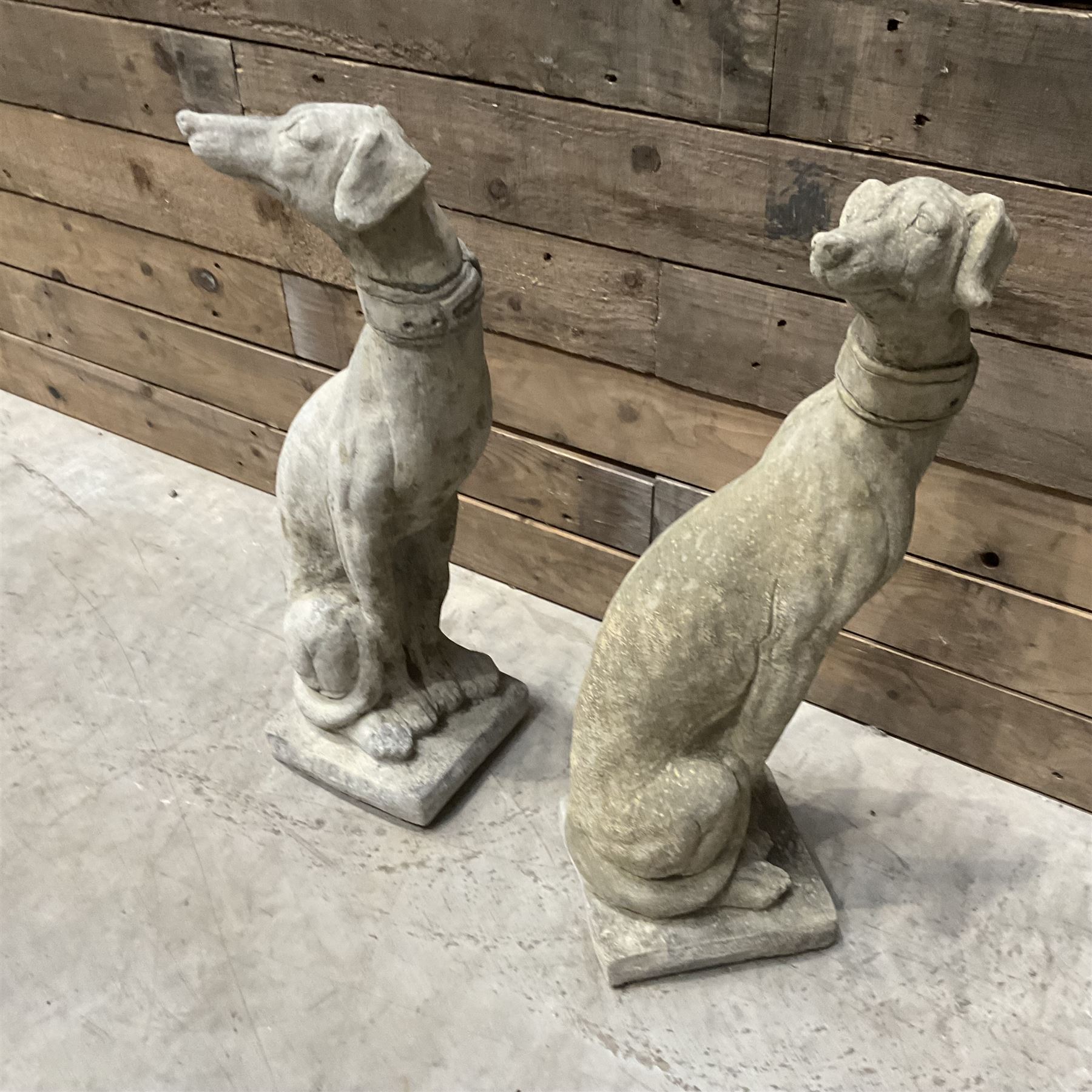 Pair of small cast stone seated Whippets with collars, on square plinths