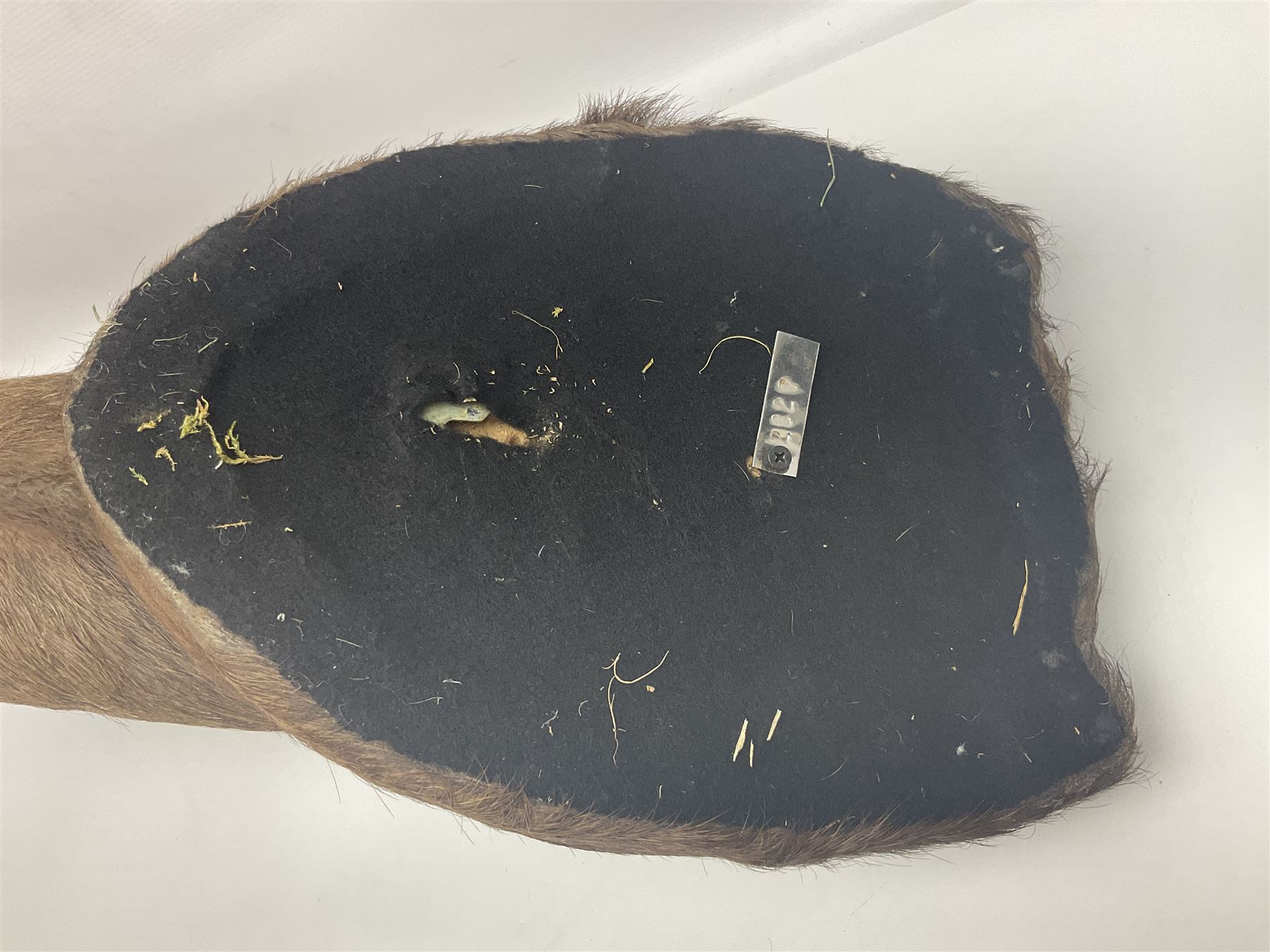 Taxidermy: Cape Bushbuck (Tragelaphus sylvaticus), an adult shoulder mount looking straight ahead, H80cm