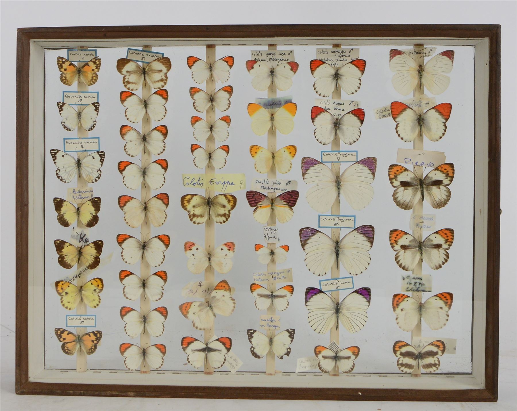 Entomology; Over one hundred butterfly specimens, mainly Delius  and African Colotis, including Delias Pheres, Delias ladas, Delias Iltis etc, housed within British Natural History Museum wartime cabinets with seven double glazed draws together with two illustrated books of the genus Dalius of the World, in Japanese with coloured plates of specimens and habitat images
The cabinets were used to house the entire collection of insects from the British Natural History Museum, which in turn were removed from the Museum to a safe place away from the London Blitz during World War Two, there were eight draws to each cabinet which had handles on the top for ease of lifting and transportation.They have adjustable corked wood slats so as to accommodate various size insects (Wing Spans etc), whilst keeping them in neat rows
