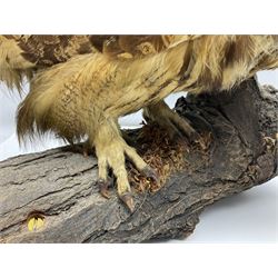 Taxidermy: Long-eared Owl (Asio otus), full adult mount upon a cut tree branch, together with European Sparrowhawk (Accipiter nisus), full adult mount, upon a branch in a naturalistic setting, owl H36cm 