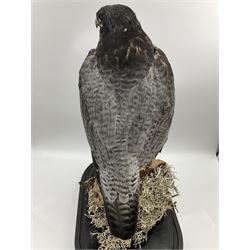 Taxidermy: Victorian cased Peregrine Falcon (Falco peregrinus), full female mount  stood atop a tree stump in a naturalistic ground, enclosed beneath a period oval glass dome with ebonised base, raised upon four bun feet, H54cm D20cm W34cm