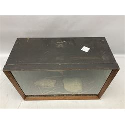 Taxidermy: Cased Rudd (Scardinius) adult mount set above a pebbled river bed, encased within a ebonised single pane display case, H30cm, L46cm