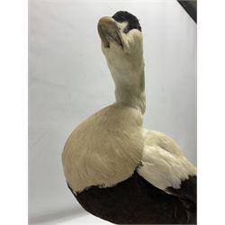Taxidermy: Common Eider (Somateria Mollisima), full mount drake, upon an oval base, decorated with oyster shells, H42cm